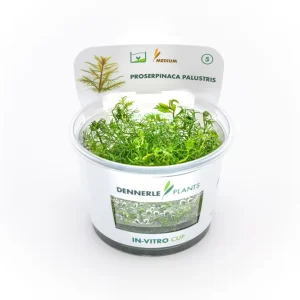 Markenware Rotblättriges Kammblatt, Proserpinaca palustris, In Vitro